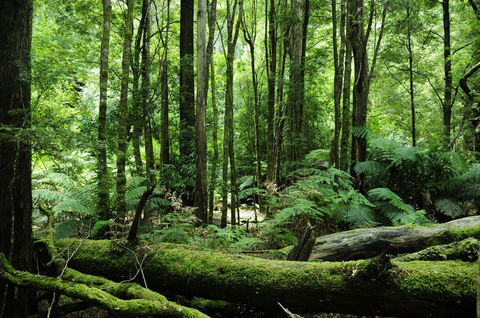 Corinna Wilderness Village - Kempsey Accommodation 37