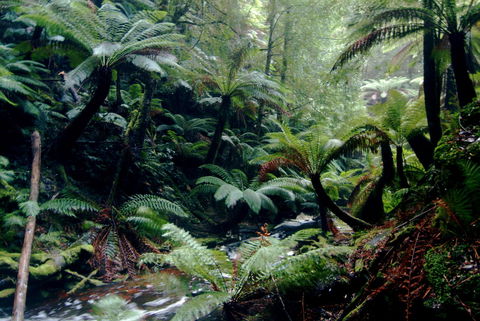 Corinna Wilderness Village - Kempsey Accommodation 41