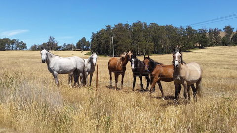 Lockleigh Park - Kempsey Accommodation 28