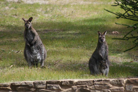 Bicheno By The Bay - Kempsey Accommodation 44