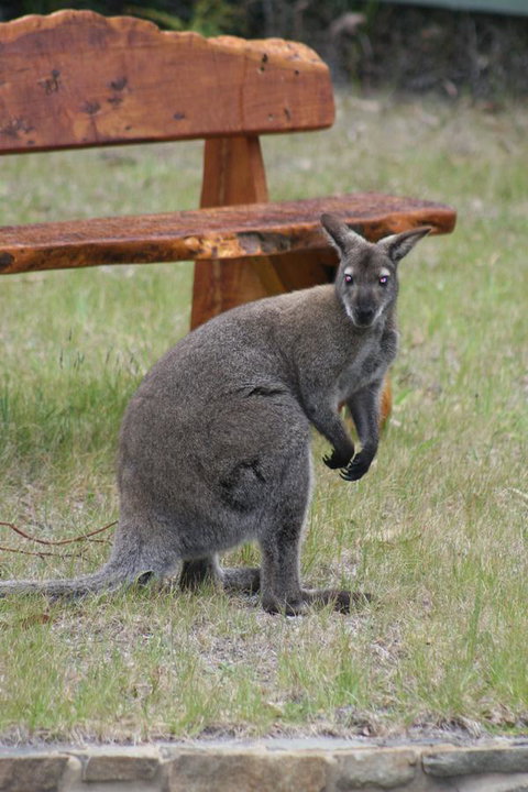 Bicheno By The Bay - Kempsey Accommodation 31
