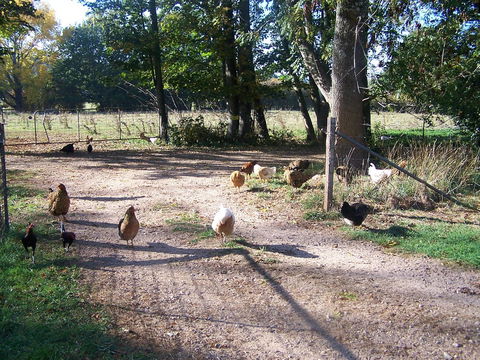 Drumreagh Cabins - Kempsey Accommodation 2
