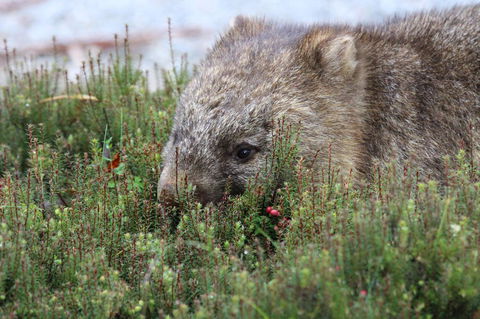 Cradle Mountain Wilderness Village - Kempsey Accommodation 32