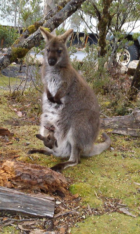 Cradle Mountain Wilderness Village - Kempsey Accommodation 33