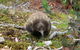 Cradle Mountain Wilderness Village - thumb 34