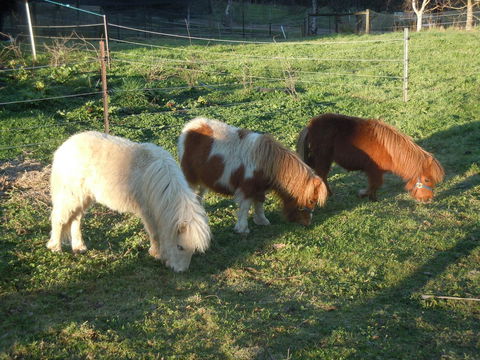 Whispering Spirit Holiday Cottages & Mini Ponies - Kempsey Accommodation 15