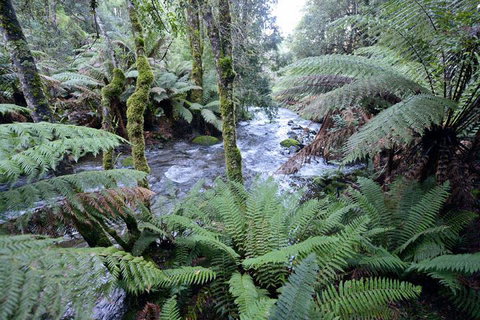 Lemonthyme Wilderness Retreat - Kempsey Accommodation 21