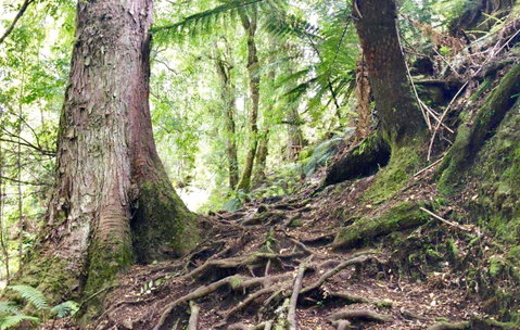 Lemonthyme Wilderness Retreat - Kempsey Accommodation 23