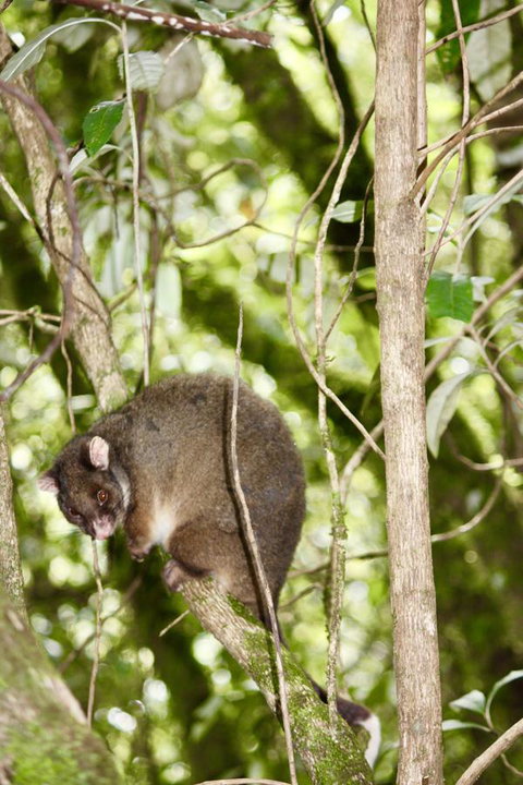 Lemonthyme Wilderness Retreat - Kempsey Accommodation 26