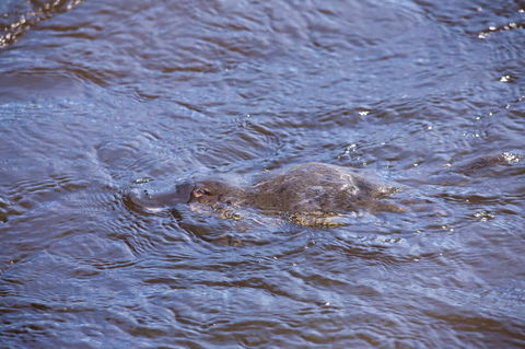 Platypus Playground Riverside Cottage - Kempsey Accommodation 16