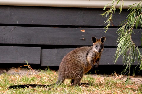 BIG4 Ingenia Holidays Phillip Island - Kempsey Accommodation 13