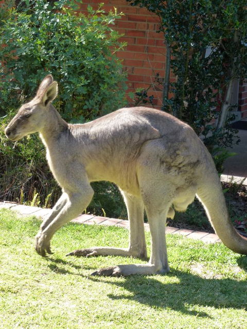 The Grampians Motel - Kempsey Accommodation 3