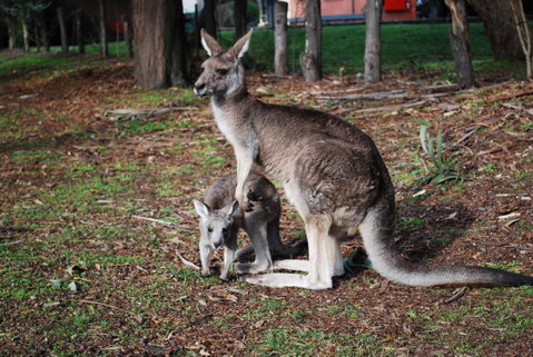 Gariwerd Motel - Kempsey Accommodation 16