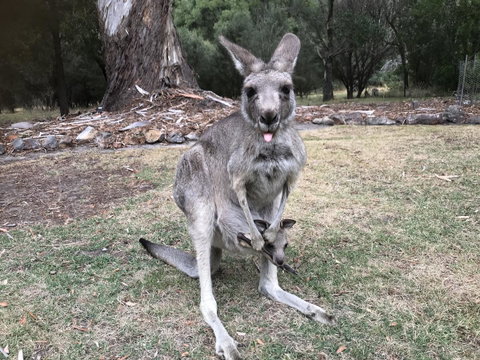 Day Dream Cottage - Kempsey Accommodation 11