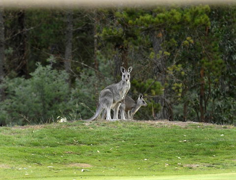 RACV Goldfields Resort - Kempsey Accommodation 20