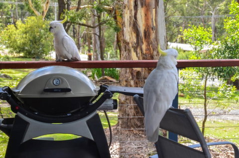 Blue Ridge Retreat - Kempsey Accommodation 3