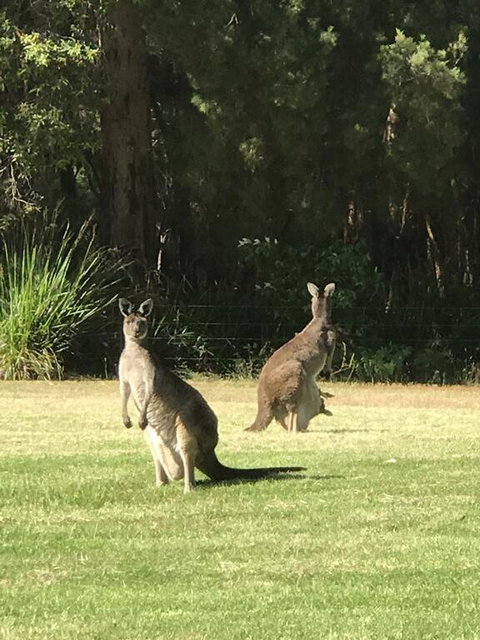 Tinglewood Cabins - Kempsey Accommodation 2
