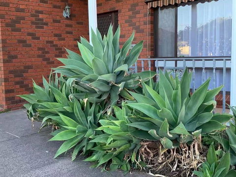 Vintage House In Bentleigh East - Kempsey Accommodation 1