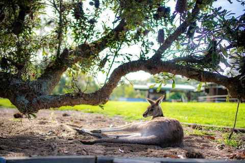 Waterfall Springs Retreat - Kempsey Accommodation 1