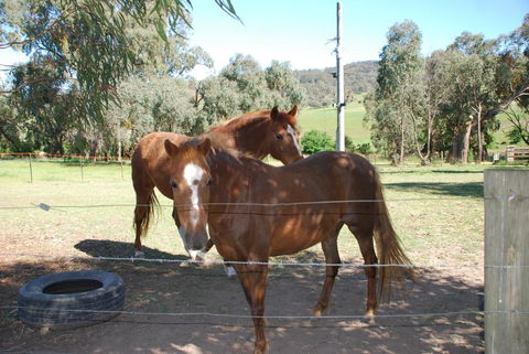 Bluegum Ridge Cottages - Kempsey Accommodation 34
