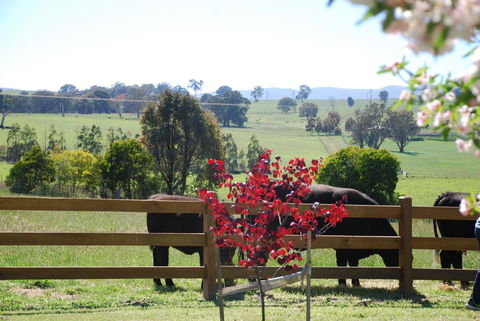 Bluegum Ridge Cottages - Kempsey Accommodation 33