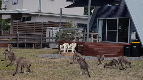 The A-Frame - Kempsey Accommodation 3