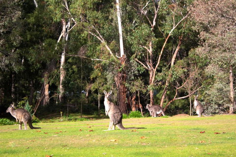 Marwood Villas - Kempsey Accommodation 28
