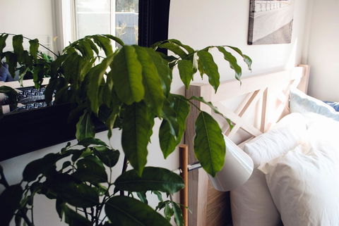 Bed Of Roses - Kempsey Accommodation 24