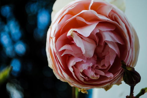 Bed Of Roses - Kempsey Accommodation 36