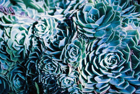 Bed Of Roses - Kempsey Accommodation 32