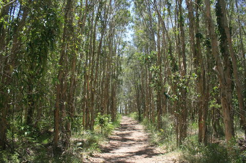 Lake Weyba Noosa Lodge & Kangaroos - Kempsey Accommodation 39
