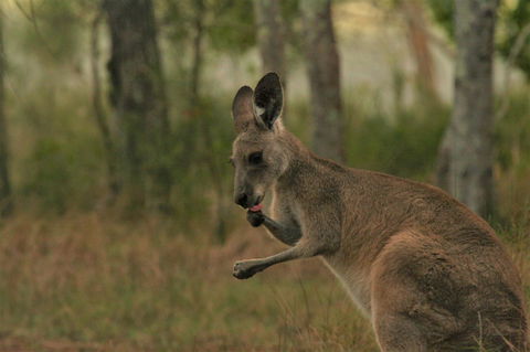 Lake Weyba Noosa Lodge & Kangaroos - Kempsey Accommodation 43