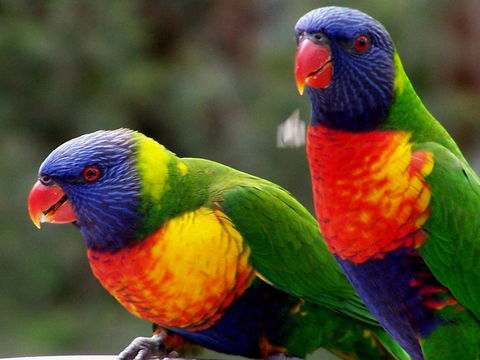 Lake Weyba Noosa Lodge & Kangaroos - Kempsey Accommodation 12