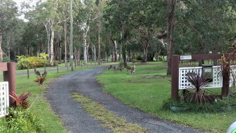 Lake Weyba Noosa Lodge & Kangaroos - Kempsey Accommodation 42
