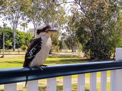 Lake Weyba Noosa Lodge & Kangaroos - Kempsey Accommodation 18