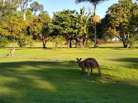 Lake Weyba Noosa Lodge & Kangaroos - Kempsey Accommodation 8