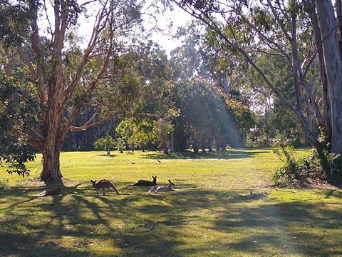 Lake Weyba Noosa Lodge & Kangaroos - Kempsey Accommodation 4