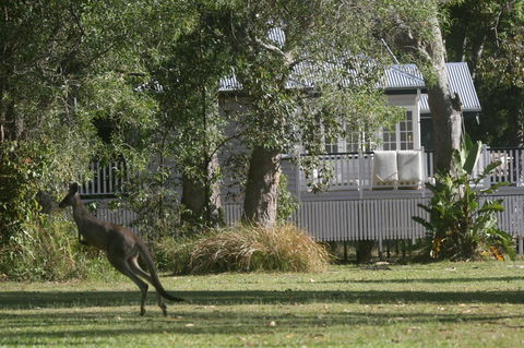 Lake Weyba Noosa Lodge & Kangaroos - Kempsey Accommodation 31