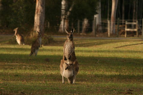 Lake Weyba Noosa Lodge & Kangaroos - Kempsey Accommodation 16