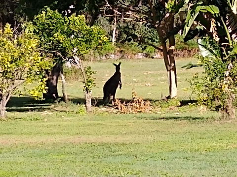 Lake Weyba Noosa Lodge & Kangaroos - Kempsey Accommodation 29