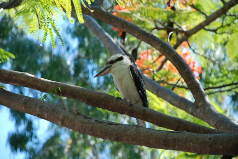Sanctuary Palm Cove - Kempsey Accommodation 7
