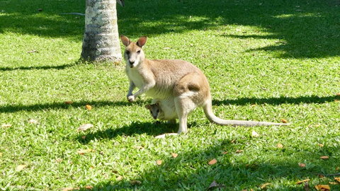 Argosy On The Beach - Kempsey Accommodation 14