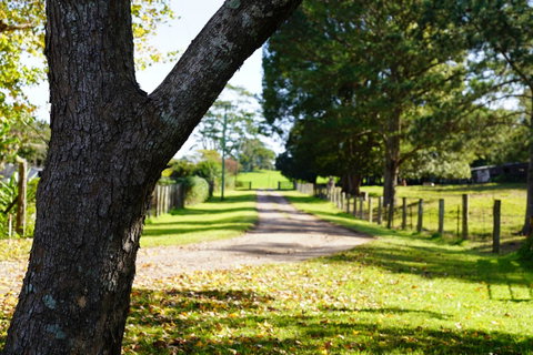 McCarthy Grove Maleny - Kempsey Accommodation 3