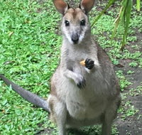 Bluewater Bed  Breakfast Cairns - Kempsey Accommodation
