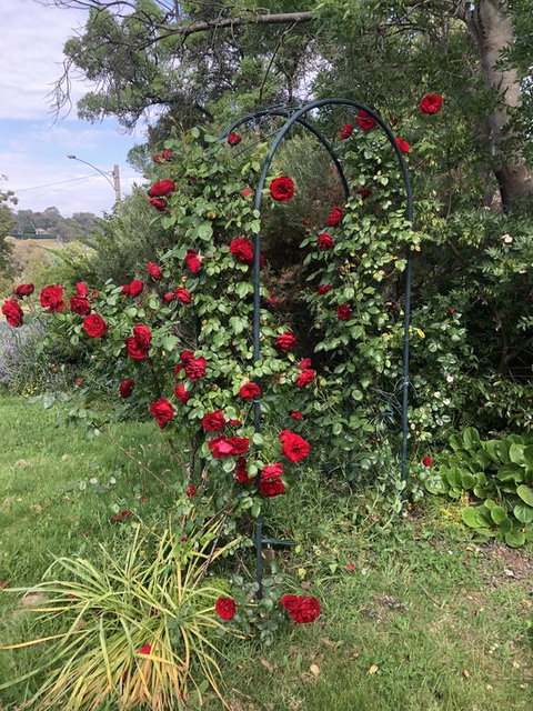 Zen Garde - Kempsey Accommodation 2