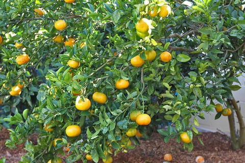 A LITTLE GREY SHACK - Kempsey Accommodation 4