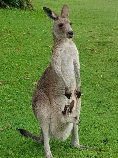 At Melaleuca 3 - Kempsey Accommodation 3