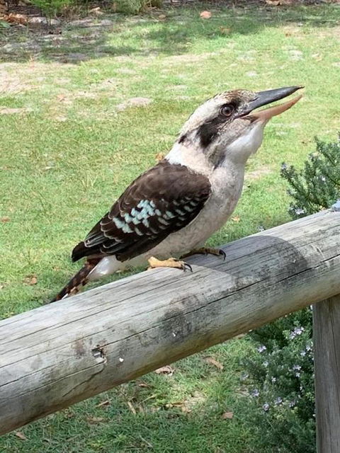 At Melaleuca 3 - Kempsey Accommodation 4
