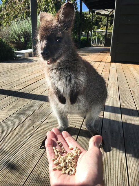 Parnella Adventure Bay, Bruny Island - Kempsey Accommodation 17