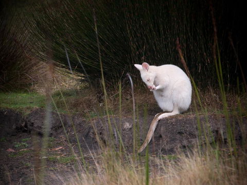 Parnella Adventure Bay, Bruny Island - Kempsey Accommodation 18